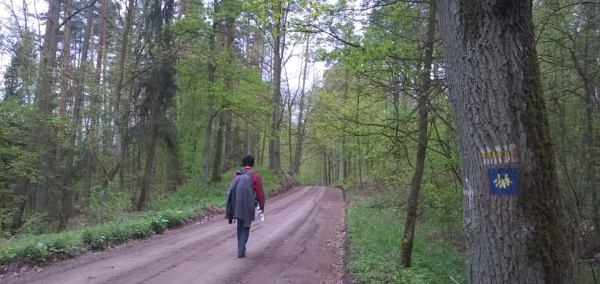 Camino Polaco. Odcinek 4 : Bachotek &ndash; Radziki Du&zdot;e ( 31 km)