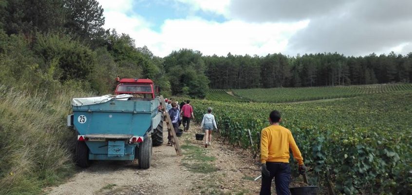 Winobranie &ndash; praca i zabawa